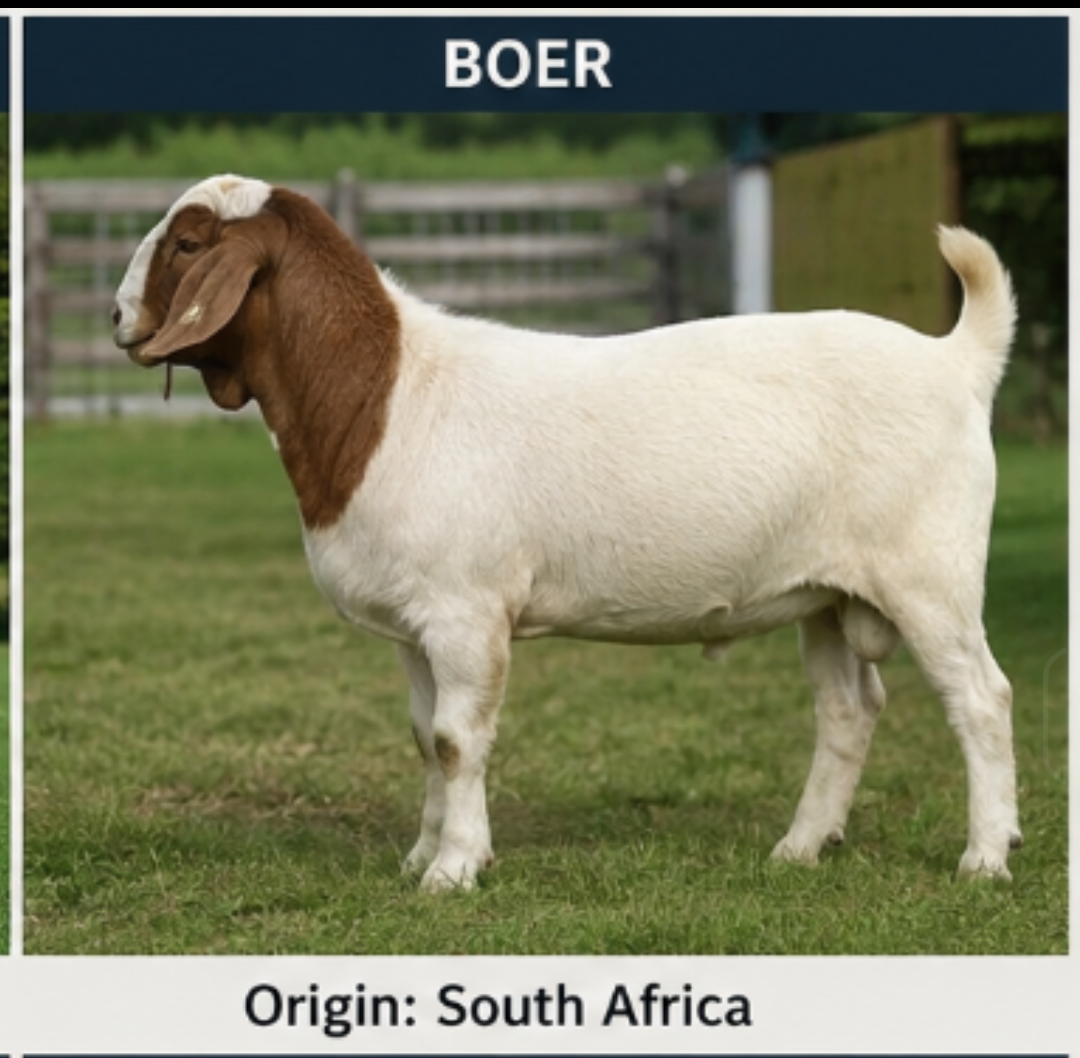 Livestock and Poultry